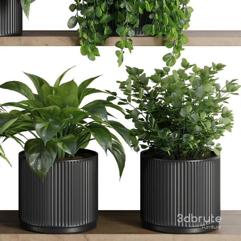 Plants on Shelf SetV6 Image 3