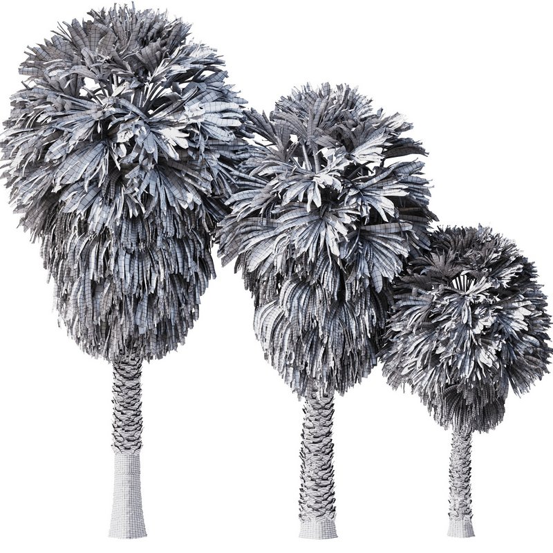 Tropical Palm Tree2 Image 5