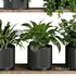 Plants on Shelf SetV6 - Thumbnail 5