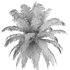 Hawaii Palm Tree - Thumbnail 5