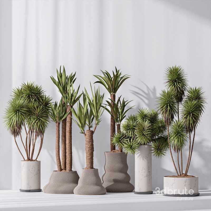 Yucca Elephantipes Gigantea Vase 07 Image 3