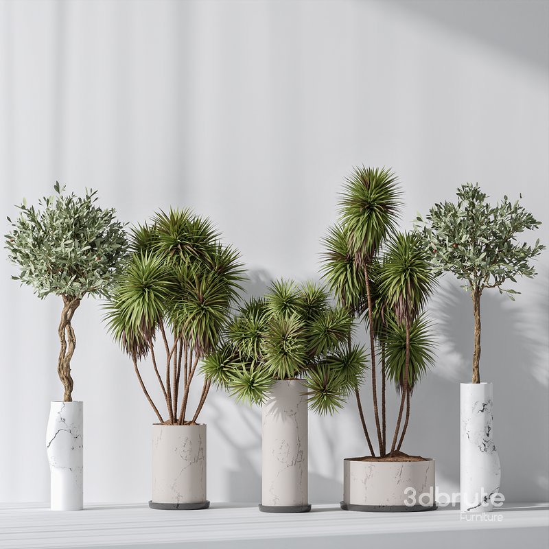 Yucca Elephantipes Gigantea and Mission Olive 04 Image 3