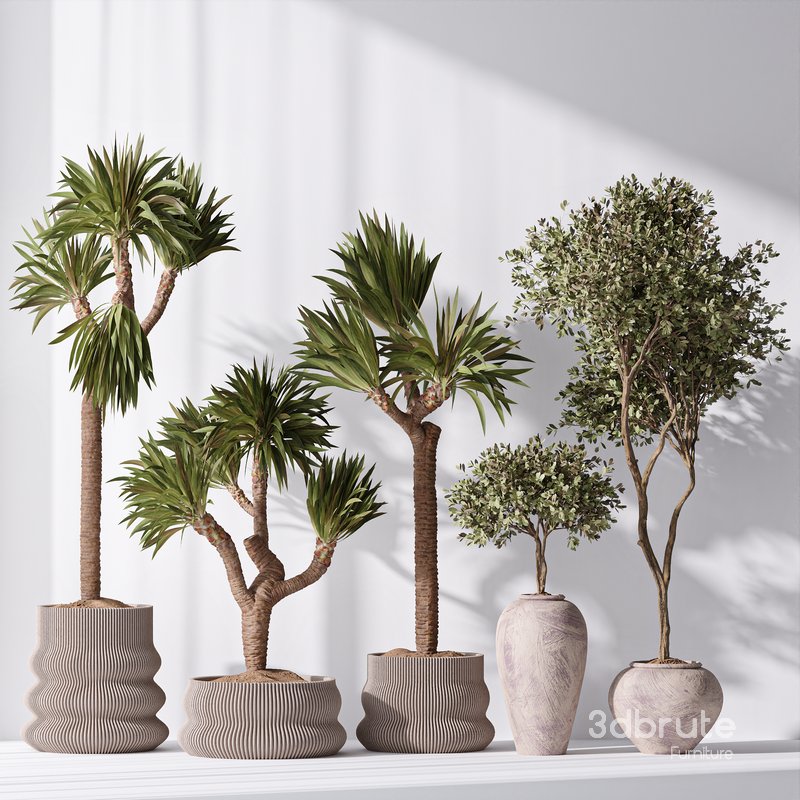 Yucca Elephantipes Gigantea and Mission Olive 05 Image 1