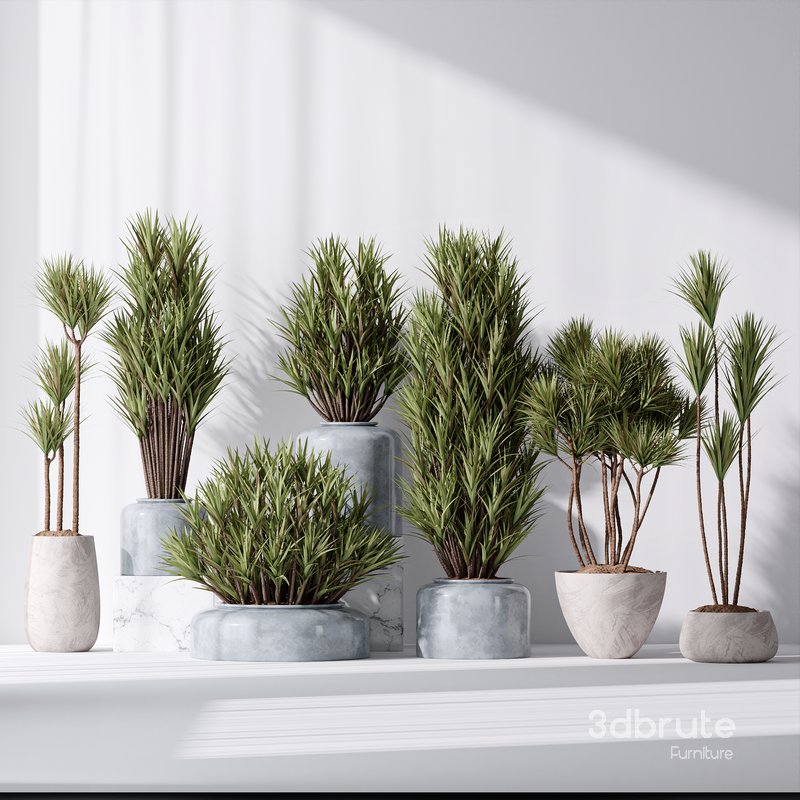 Yucca Elephantipes Gigantea Vase 06 Image 2