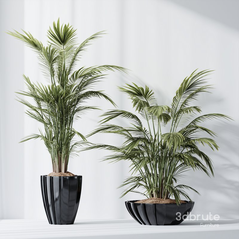 HQ Plants Areca Majesty Cat Reed Palm Set04 Image 2