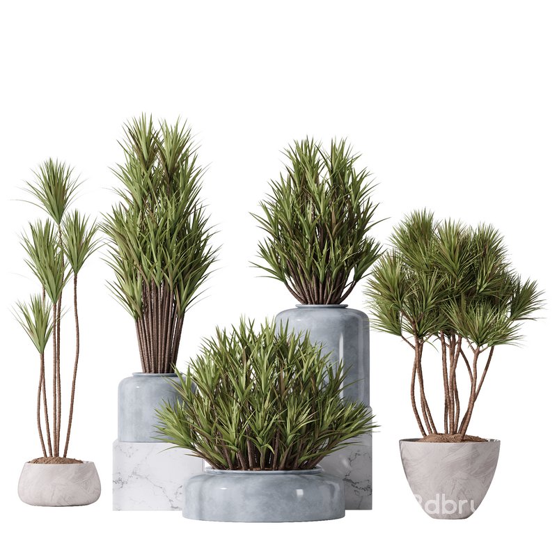 Yucca Elephantipes Gigantea Vase 007 Image 1