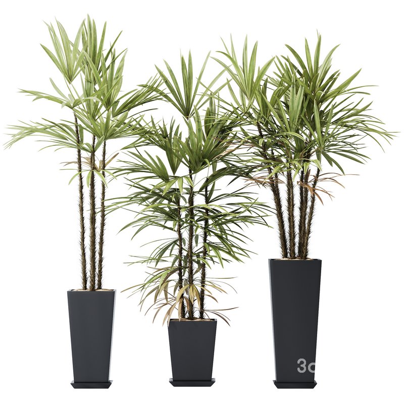 HQ Plants Rhapis Excelsa Lady Palm Hydro Care Set05 Image 1