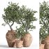 Olive Tree In Antique Pottery - Thumbnail 1