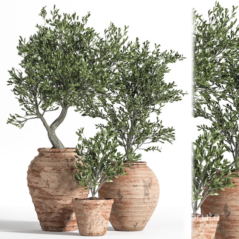 Olive Tree In Antique Pottery Image 1