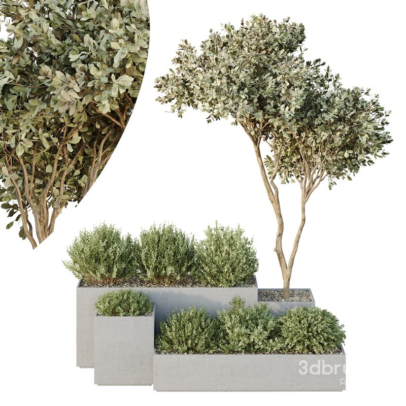 HQ Tree and bush garden box outdoor VOL 26 Image 1