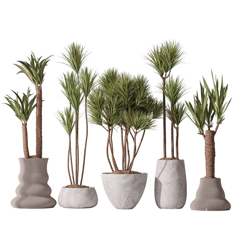 Yucca Elephantipes Gigantea Vase 09 Image 1