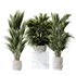 HQ Plants Areca Majesty Cat Reed Palm Set05 - Thumbnail 1
