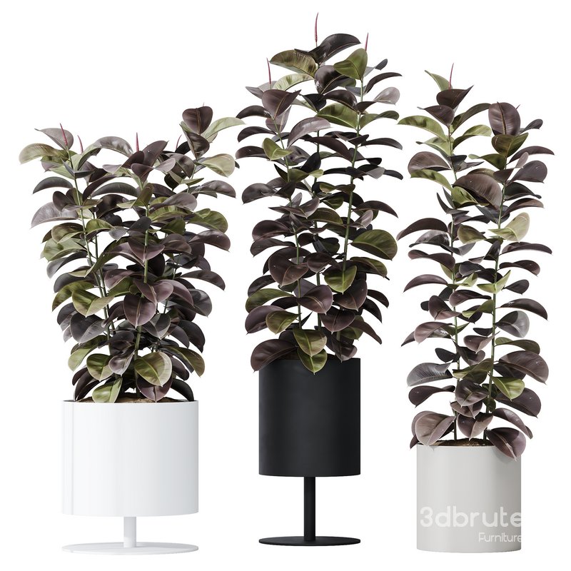 HQ HousePlants Rubber Ficus Elastica Abidjan Melany Image 1