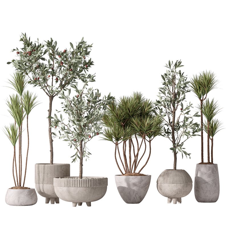 Yucca Elephantipes Gigantea and Mission Olive Tree Indoor Vase 03 Image 1