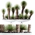 HQ Plants Yucca Elephantipes Queretaroensis Set01 - Thumbnail 1