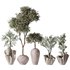 Mission Olive Tree Indoor Vase 01 - Thumbnail 1