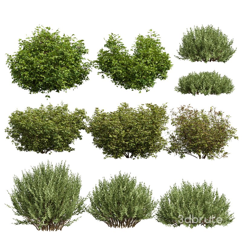 10 different bush Image 1