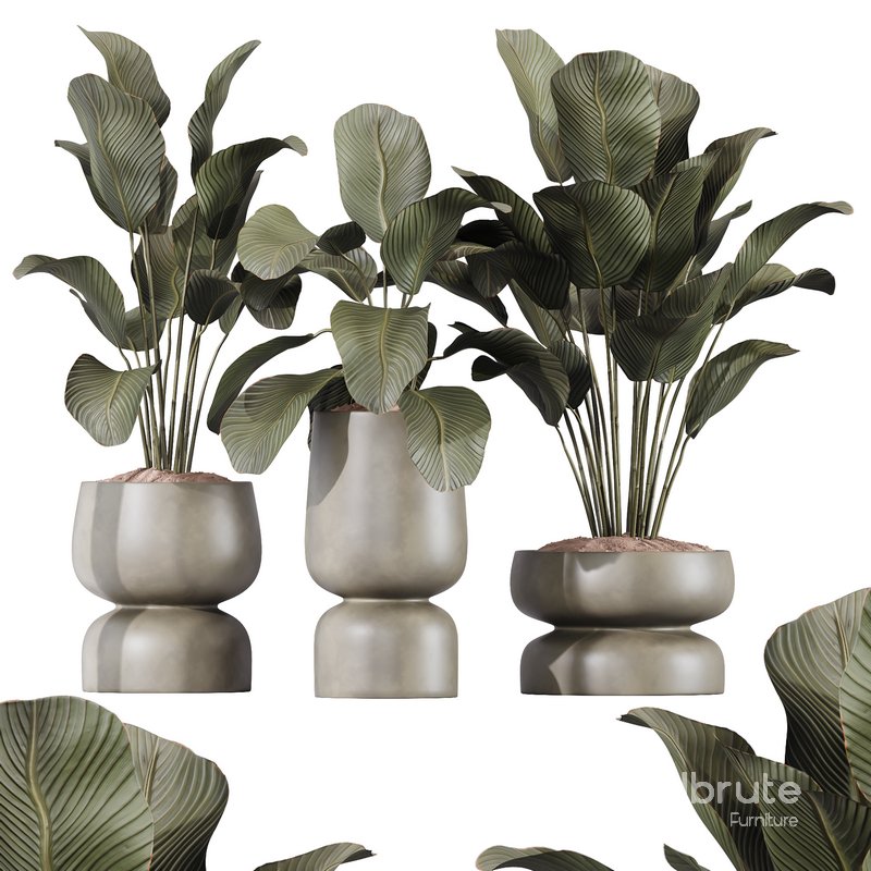 HQ Plants Calathea Lutea Cuban Cigar Set01 Image 1