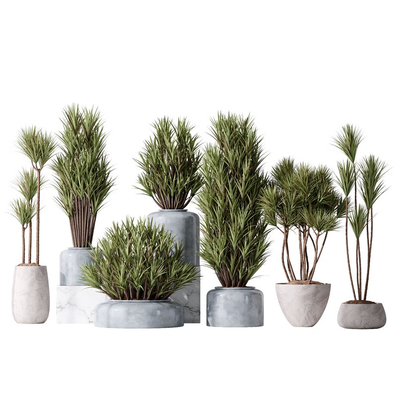 Yucca Elephantipes Gigantea Vase 06 Image 1