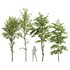 Alnus Glutinosa and Carpinus Betulus - Thumbnail 1