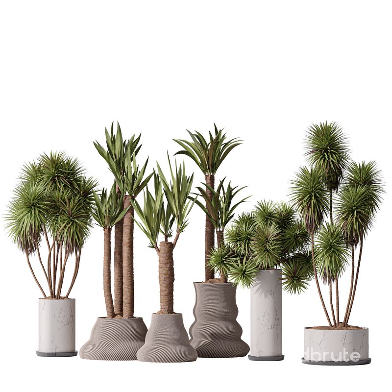 Yucca Elephantipes Gigantea Vase 07 Image 1