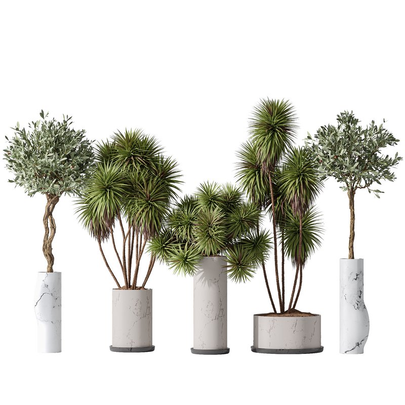 Yucca Elephantipes Gigantea and Mission Olive 04 Image 1