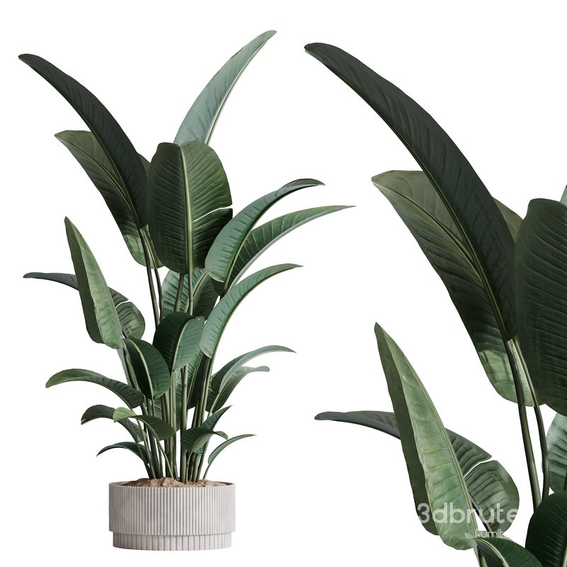 HQ Plants Bird Of ParadiseBird Vase Image 1