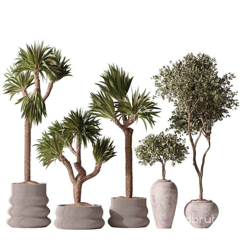 Yucca Elephantipes Gigantea and Mission Olive 05 Image 2