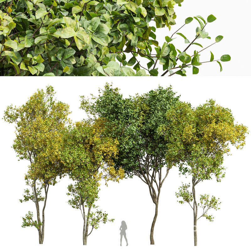 summer-fall trees Image 1