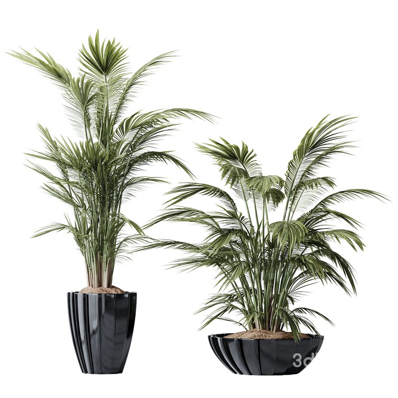 HQ Plants Areca Majesty Cat Reed Palm Set04 Image 1