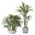 HQ Plants Areca Majesty Cat Reed Palm Set03 - Thumbnail 1