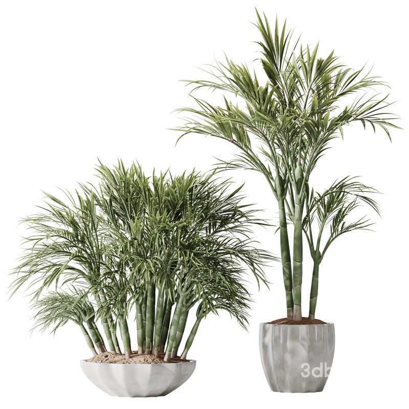 HQ Plants Areca Majesty Cat Reed Palm Set03 Image 1