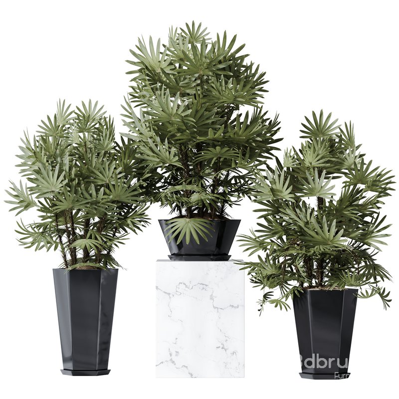 HQ Plants Rhapis Excelsa Lady Palm Hydro Care Set02 Image 1