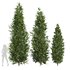 Carpinus Betulus 01 - Thumbnail 1