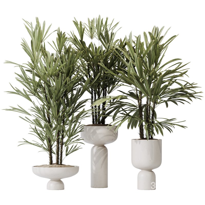 HQ Plants Rhapis Excelsa Lady Palm Hydro Care Set03 Image 1