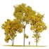 Acer Saccharinum Fall - Thumbnail 1