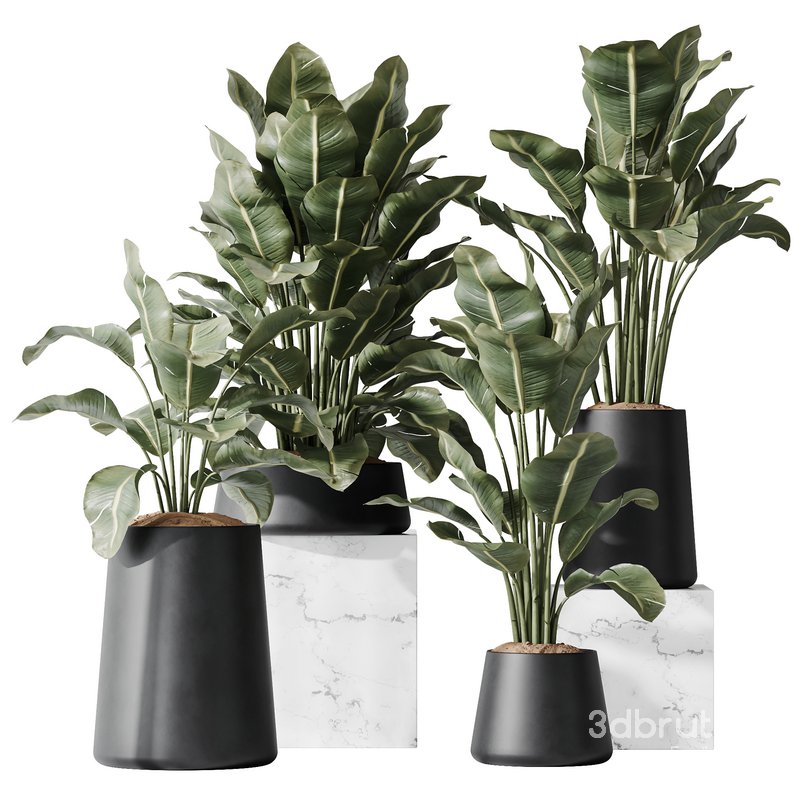 HQ Plants Bird Of ParadiseBird Vase Set05 Image 1