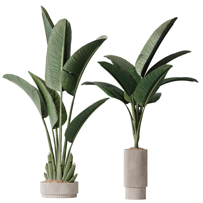 HQ Plants Bird Of ParadiseBird Vase Set02 Image 2