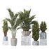 Areca Majesty and Yucca Elephantipes Vase 10 - Thumbnail 1