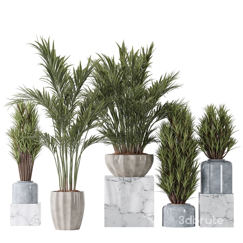 Areca Majesty and Yucca Elephantipes Vase 10 Image 1