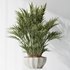 HQ Plants Areca Majesty Cat Reed Palm Set01 - Thumbnail 3