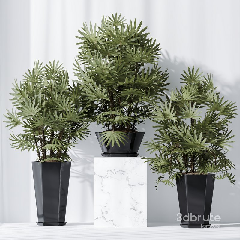 HQ Plants Rhapis Excelsa Lady Palm Hydro Care Set02 Image 3