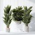 HQ Plants Areca Majesty Cat Reed Palm Set05 - Thumbnail 3