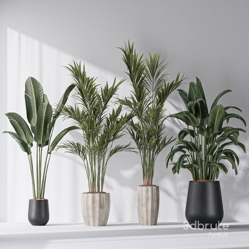 Bird Of ParadiseBird and Areca Majesty Vase 12 Image 3