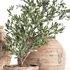Olive Tree In Antique Pottery - Thumbnail 2