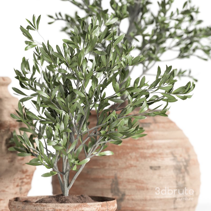 Olive Tree In Antique Pottery Image 2