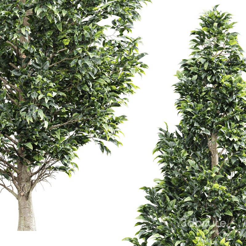 Carpinus Betulus 01 Image 3