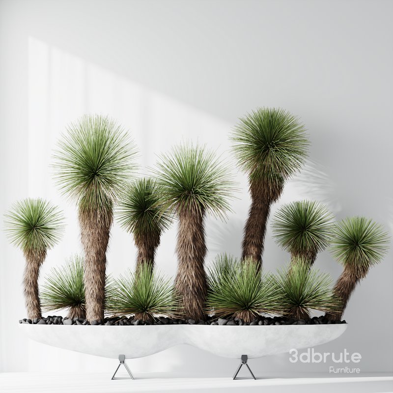 HQ Plants Yucca Elephantipes Queretaroensis Set01 Image 2