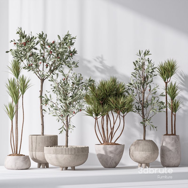 Yucca Elephantipes Gigantea and Mission Olive Tree Indoor Vase 03 Image 3