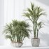 HQ Plants Areca Majesty Cat Reed Palm Set03 - Thumbnail 2